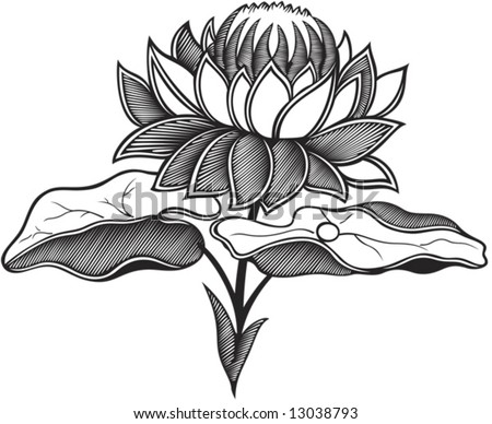 stock vector flower of lotus black and white vector illustration