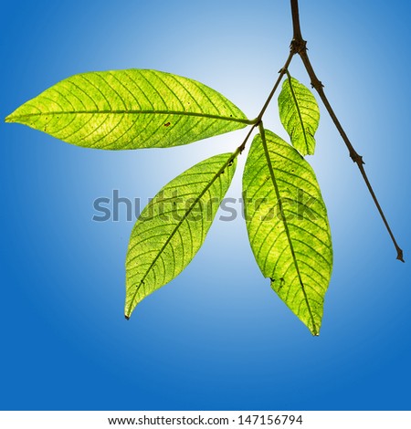 Leaves, twigs, green, yellow, beautiful, suitable for a background.