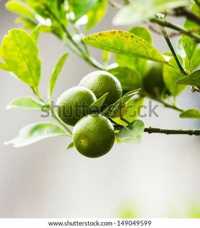 Kim orange or oranges jock Scientific name: Citrus Japonica Thunb family name: RUTACEAE medium shrub