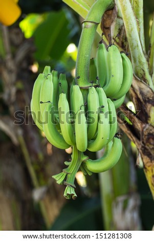 Banana plants are useful in food. Can be taken orally. Or do many other things.
