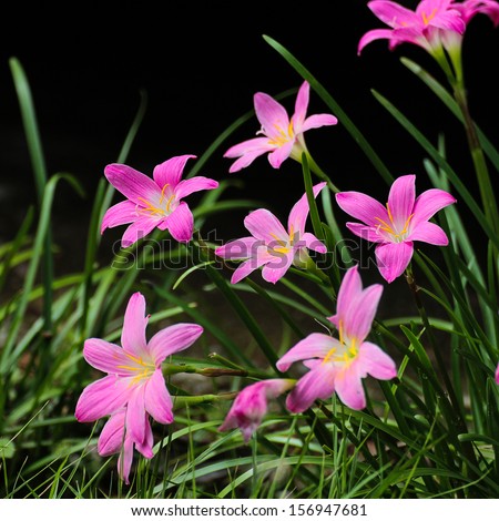 pink Zephyranthes Lily, Rain Lily, Fairy Lily, Little