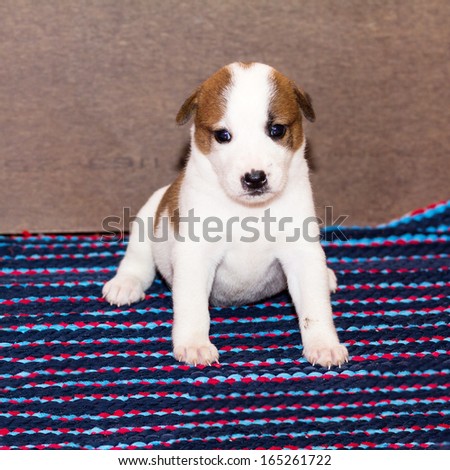 Puppy sitting on a cloth foot.