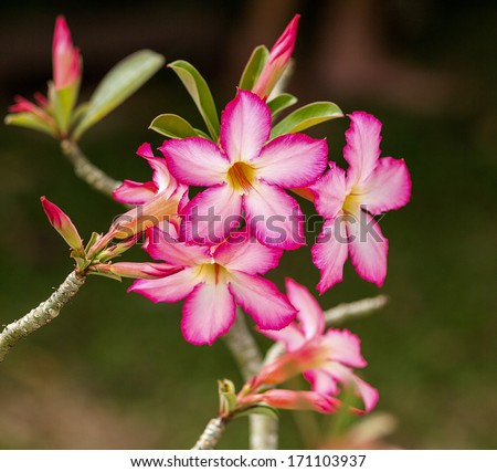 Impala lily or desert rose flowers.