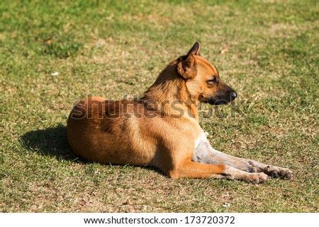 Dog Catch some rays on lawn