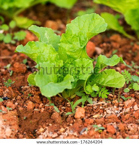 Green Vegetable Growing In The Farm