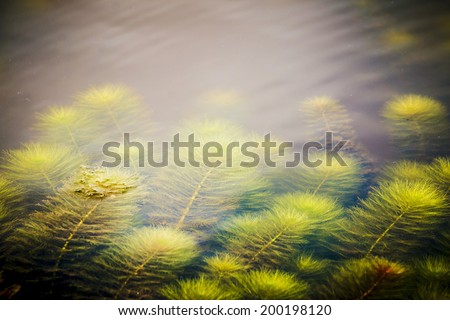 close up water weeds  background.