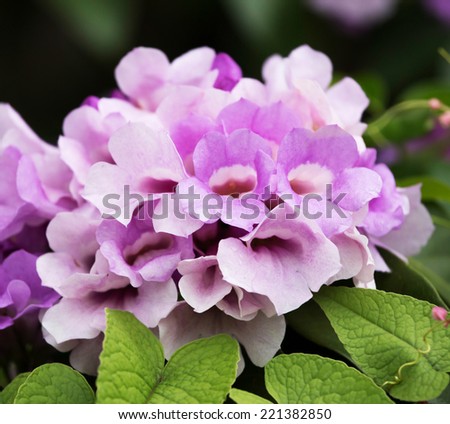 Purple flowers and blue wall background.
