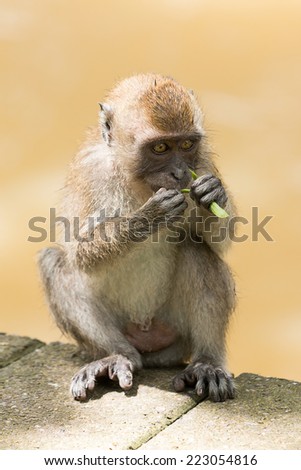 Monkey sitting on the ground in the morning.