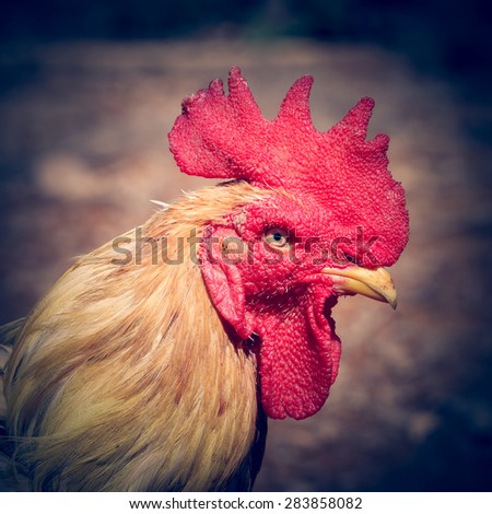 Vintage face of chickens  background.