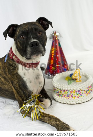 Birthday dog with horn, hat, and cake
