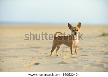A chihuahua dog on the beach at sundown (evening)