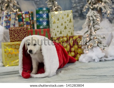A yellow Labrador puppy crawls out of a Christmas stocking surrounded by presents in a winter wonderland