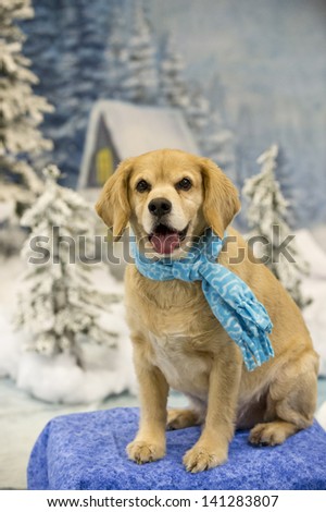 A mutt dog smiles wearing a blue scarf in a winter wonderland setting