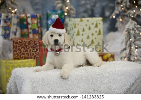 A yellow Labrador puppy lies in the snow in front of a pile of presents in a winter wonderland wearing a Santa Claus hat