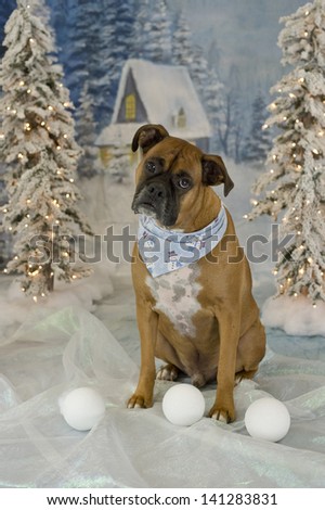 A boxer dog tilts head in front of pile of snowballs in a winter scene