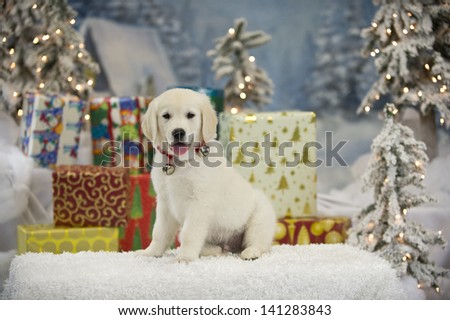 A yellow Labrador puppy sits in the snow in front of a pile of presents in a winter wonderland