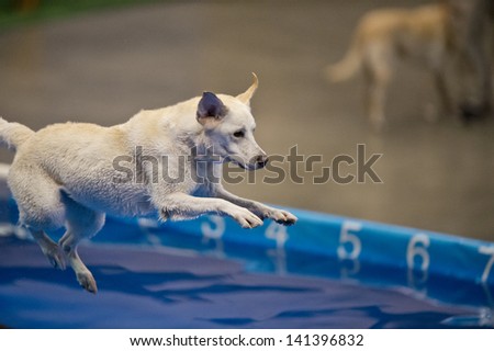 A sporting dog leaps off a dock during a canine sporting competition; jumping into a pool during a contest to see which dog can jump farthest