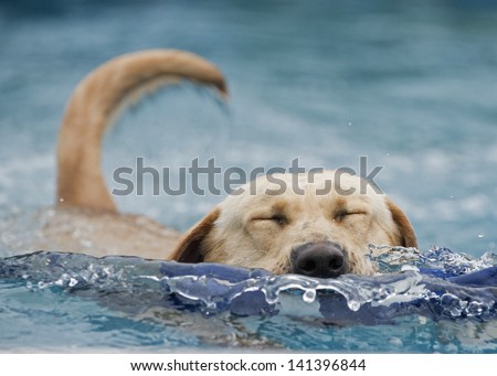 A dog closes eyes as it grabs a toy from the pool; a moment of pure joy as it retrieves its prize