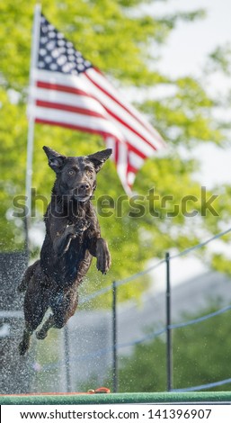 A dog jumps into a pool of water (not seen); framed by the American flag