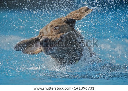 A dog swimming in pool shakes water from ears, creating a beautiful splash
