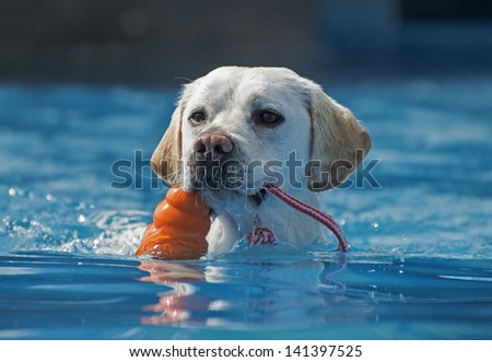 A happy dog clutches a toy as it swims; it has succeeded in chasing its prized toy in a canine aquatics competition