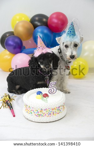 Birthday twin dogs wearing hats and surrounded by balloons