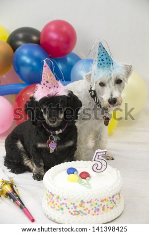 Birthday twin dogs wearing hats and surrounded by balloons