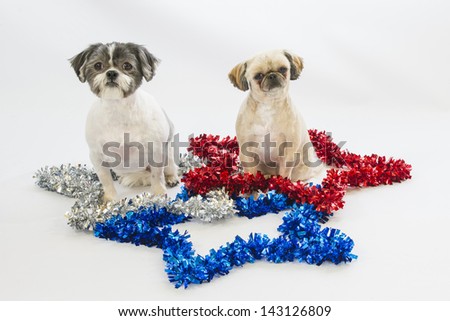 Two shih tzu dogs sit in stars celebrating patriotic holidays like Fourth of July