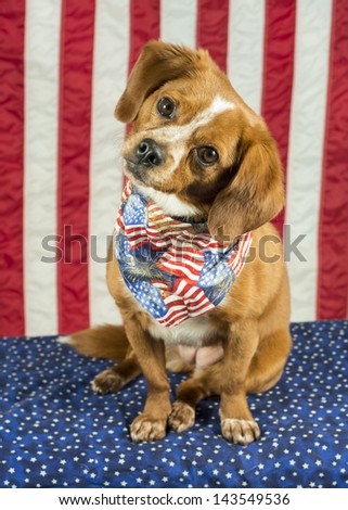 A beagle mix mutt dog tilting its head wears a bandanna decorated with flags and fireworks with American flag in the background, patriotic scene