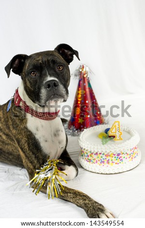 Birthday dog with cake, party hat, party whistle