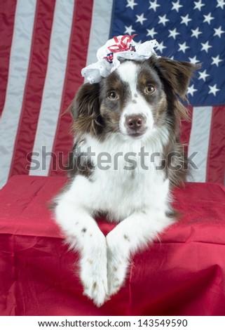 A toy Australian shepherd dog wears a Betsy Ross-inspired bonnet in front of American flag backdrop, patriotic scene