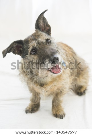 Portrait of a dog; expressions, faces, and emotion