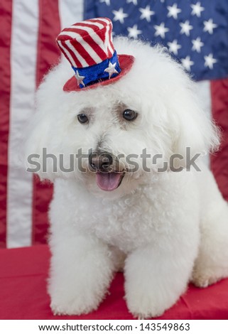 A white fluffy bichon frise dog wears an Uncle Sam hat with the American flag in the background, patriotic scene