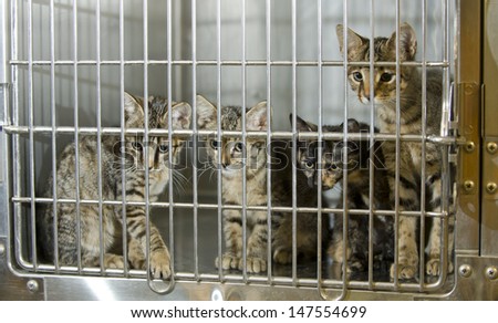 Four kittens in a cage in an animal shelter eye a visitor, anxious to be adopted and finally find a loving forever home