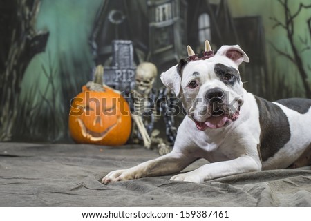 Halloween Dog wearing horns in front of skeleton and jack-o-lantern pumpkin