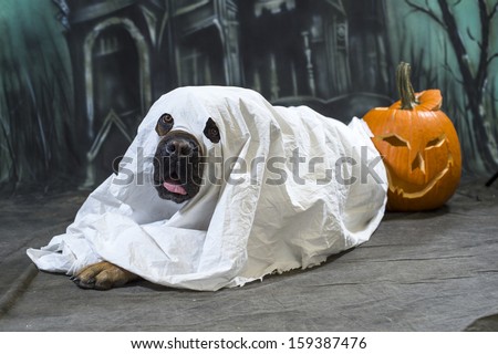 Halloween Dog wears a sheet, disguised as a ghost costume
