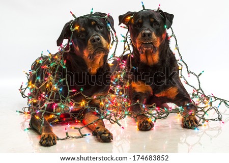 Rottweiler dogs wrapped in a string of colorful Christmas lights