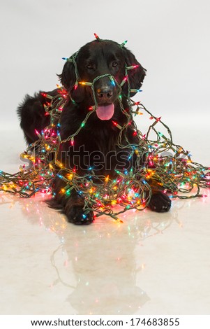Flat-coated retriever dog wrapped in a string of colorful Christmas lights