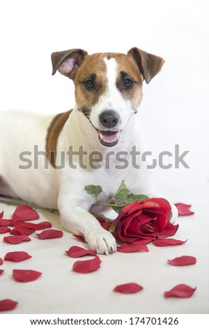 Valentine\'s Day dog lies down, has a smile, with a red rose and rose petals