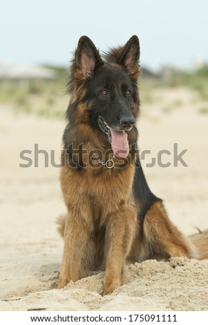 German shepherd dog sitting on the beach (female dog)