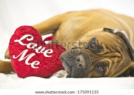 A mastiff dog lies on his side and has a pillow near him saying \