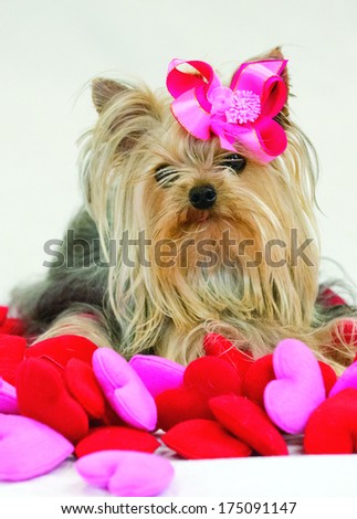 A small dog wearing a pink bow in a pile of plush pink and red hearts (Valentine\'s Day canine)