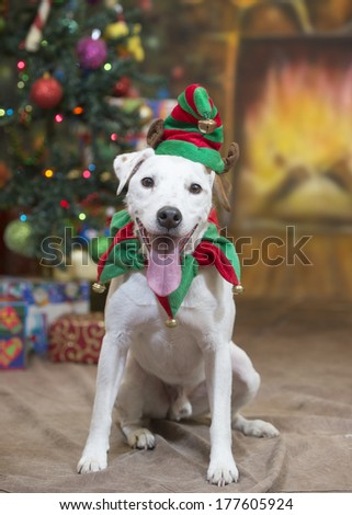 A male Jack Russell Terrier dog wears a jester (elf) hat and collar and sits in front of Christmas tree and fireplace