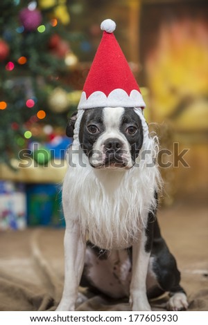 A Boston terrier dog wearing a Santa hat and beard