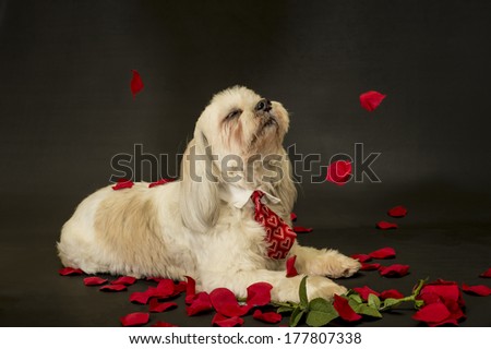 A Valentine's dog on a black backdrop wearing a collar and neck tie closes eyes and tilts head up as red rose petals flutter around him