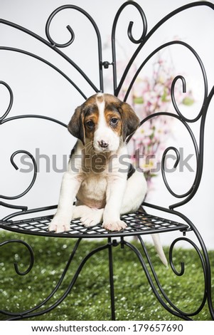 A hound mix puppy dog sits on a bench shaped like a butterfly