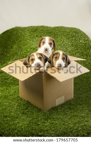 Three hound mix puppy dogs appear from inside a box (spring time puppies, puppy mill, mail order dog sales, pet adoption/rescue)