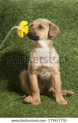 A light brown mutt mix puppy sitting in grassy hills sniffs a daffodil flower (spring)