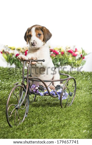 A hound mix puppy dog poses riding a bicycle decoration with paws on handlebars