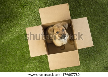 A light brown mutt dog looks up at camera from inside a box surrounded by green grass (spring time puppies, puppy mill, mail order dog sales, pet adoption/rescue)